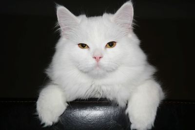 Close-up of white cat