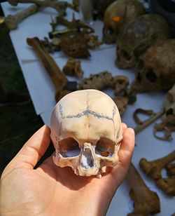 Cropped hand holding human skull over table