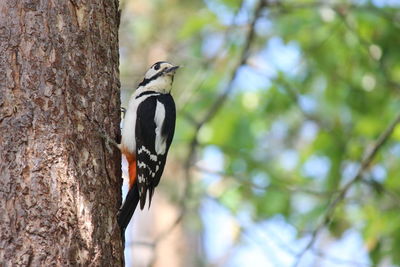 Bird perching on a tree