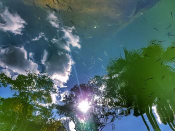 Low angle view of trees against sky