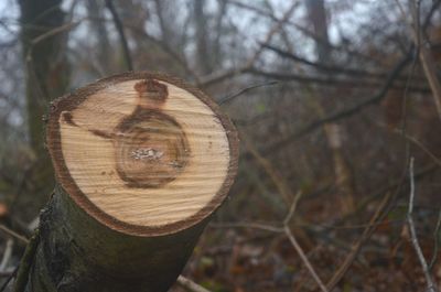 Close-up of tree trunk in forest