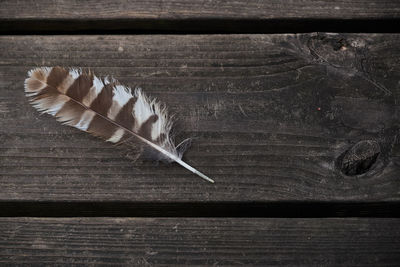 Close-up of feather on wood