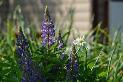 Close-up of purple flowering plants