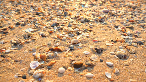 Full frame shot of shells on sand
