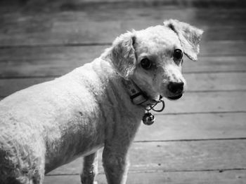 Close-up portrait of dog