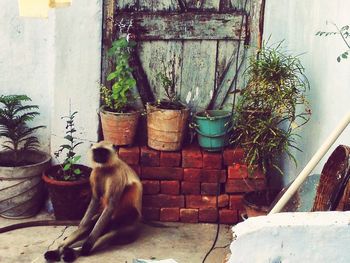 Cat by potted plant against window