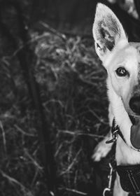 Close-up portrait of dog