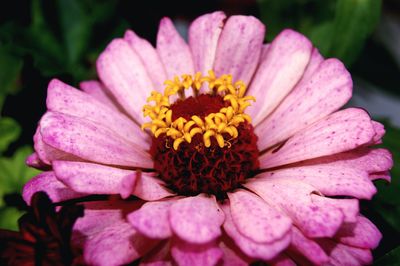 Close-up of pink flower