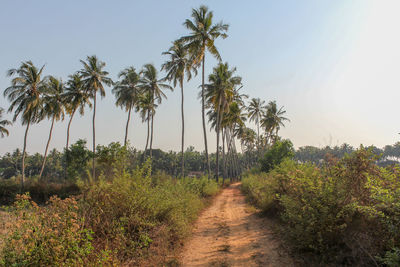 Footpath amidst palm trees on field against sky