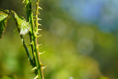 Close-up of plant