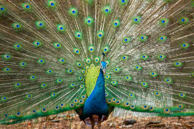 Close-up of peacock