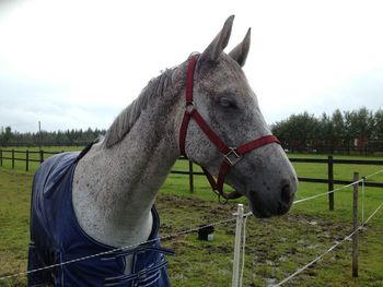 Close-up of horse standing on field