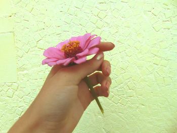 Close-up of woman hand holding flower