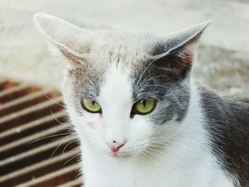 Close-up portrait of cat