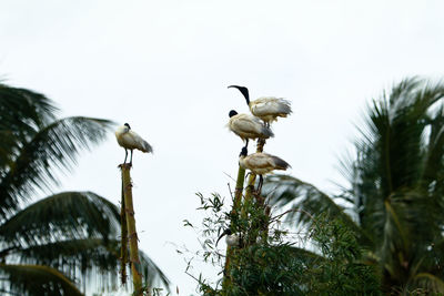 Low angle view of birds perching on plant against sky