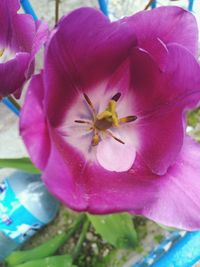 Close-up of pink flowering plant