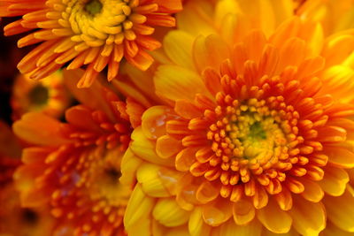 Close-up of yellow flowering plant