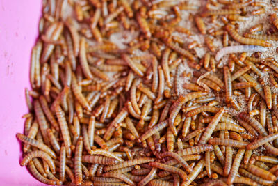 Full frame shot of food on coral background