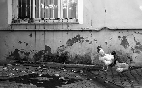 Flock of birds on wall