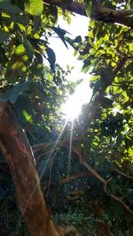 Low angle view of tree