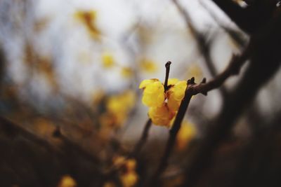 Close-up of yellow flower