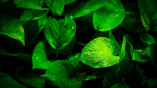 Close-up of green leaves on plant