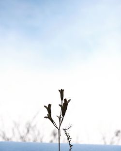 Snow on branch against sky