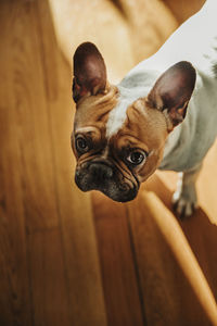 High angle view of dog at home