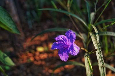 Close-up of purple flowering plant