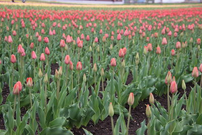 Close-up of pink tulips growing on field