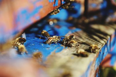 Close-up of bee on wood