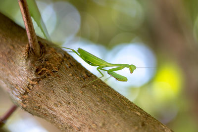 Close-up of insect on tree trunk