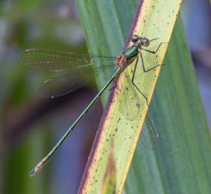 Close-up of insect on leaf