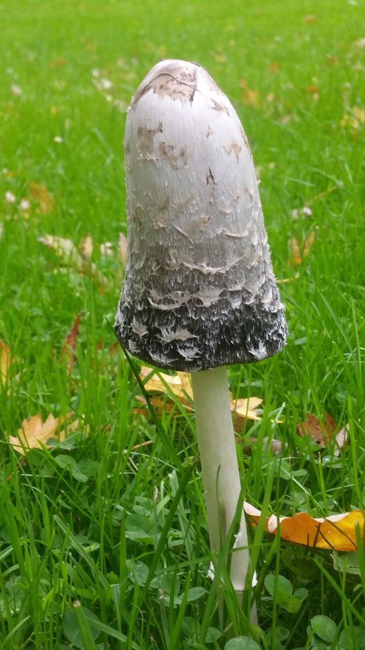 mushroom, growth, grass, fungus, nature, toadstool, field, beauty in nature, green color, close-up, outdoors, fly agaric, no people, day, freshness, fragility