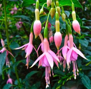 Close-up of pink flowers