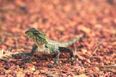 Close-up of lizard