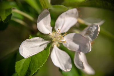 Close-up of white flowering plant