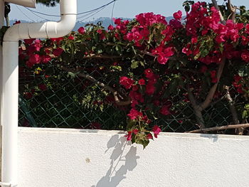 Close-up of red flowers against built structure