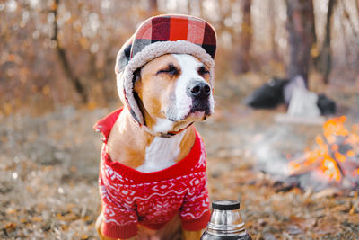 Close-up of dog wearing hat by the campfire in late autumn