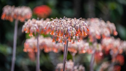 Close-up of flowering plant