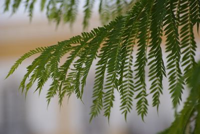 Close-up of fern leaves