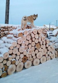 View of a dog on snow