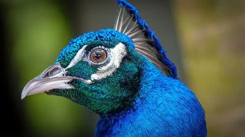 Close-up of peacock