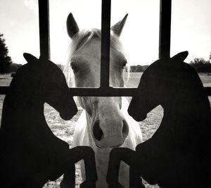 Close-up of silhouette horse against sky