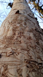 Close-up of tree trunk