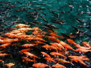 High angle view of fish swimming in lake