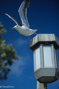 Low angle view of seagull flying