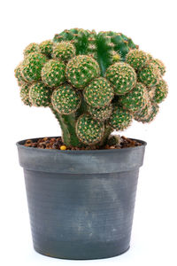 Close-up of cactus plant in pot