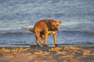 Dog standing on beach