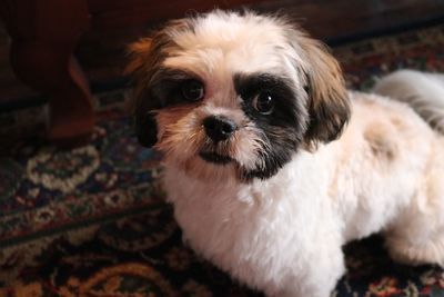 Portrait of cute puppy at home